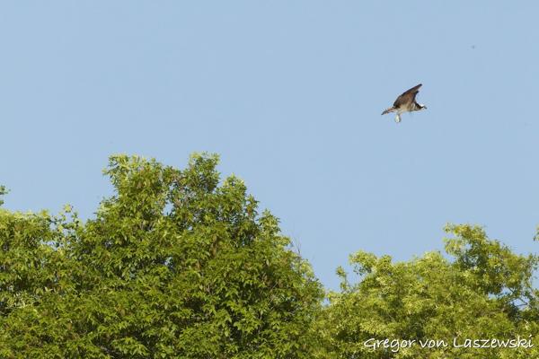  May 11, 2025 8:37 AM, Canon EOS R7, RF100-500mm F4.5-7.1 L IS USM, 500mm, f/22.0, 1/2000s, ISO 6400, Gregor von Laszewski