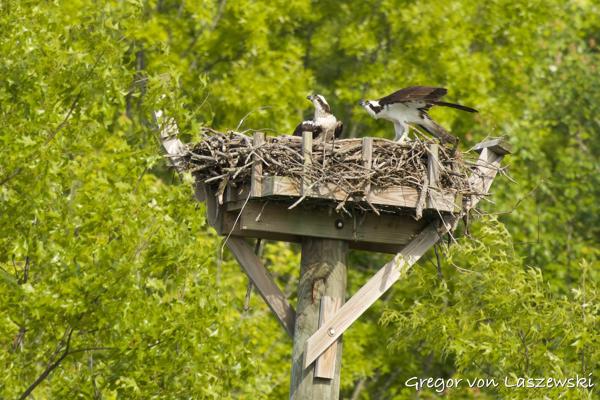 Kayak Adventure 05-11-2025 (Osprey Watch)