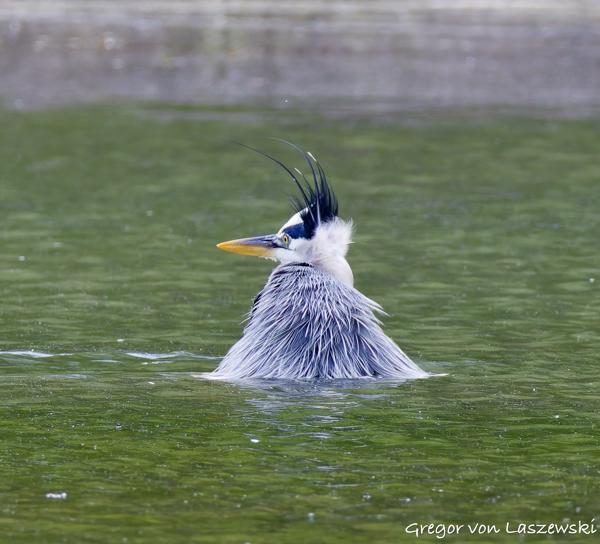  May 14, 2025 1:34 PM, Canon EOS R7, RF200-800mm F6.3-9 IS USM, 800mm, f/9.0, 1/1000s, ISO 1600, Gregor von Laszewski
