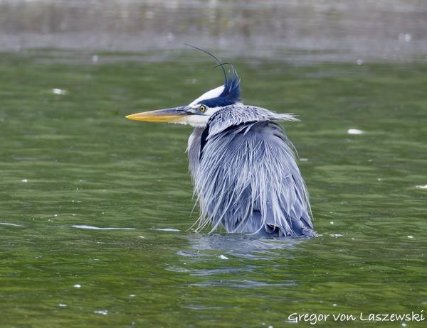  May 14, 2025 1:34 PM, Canon EOS R7, RF200-800mm F6.3-9 IS USM, 800mm, f/10.0, 1/1000s, ISO 2000, Gregor von Laszewski