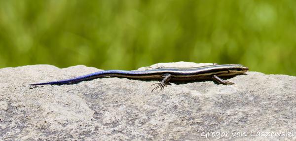  May 14, 2025 1:45 PM, Canon EOS R7, RF200-800mm F6.3-9 IS USM, 258mm, f/9.0, 1/2000s, ISO 640, Gregor von Laszewski
