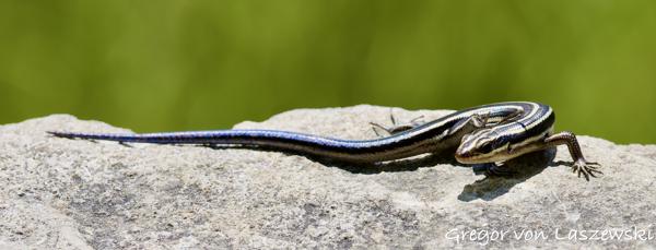  May 14, 2025 1:45 PM, Canon EOS R7, RF200-800mm F6.3-9 IS USM, 455mm, f/9.0, 1/2000s, ISO 500, Gregor von Laszewski