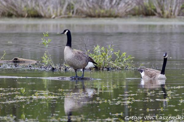 May 14, 2025 1:51 PM, Canon EOS R7, RF200-800mm F6.3-9 IS USM, 800mm, f/9.0, 1/2000s, ISO 4000, Gregor von Laszewski