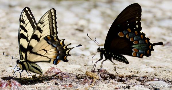 Griffy Lake Adventure 05-14-2025