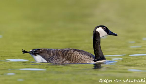  May 14, 2025 7:18 PM, Canon EOS R7, RF200-800mm F6.3-9 IS USM, 742mm, f/9.0, 1/3200s, ISO 2500, Gregor von Laszewski