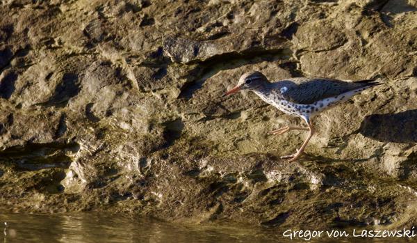  May 14, 2025 7:45 PM, Canon EOS R7, RF200-800mm F6.3-9 IS USM, 800mm, f/9.0, 1/3200s, ISO 3200, Gregor von Laszewski