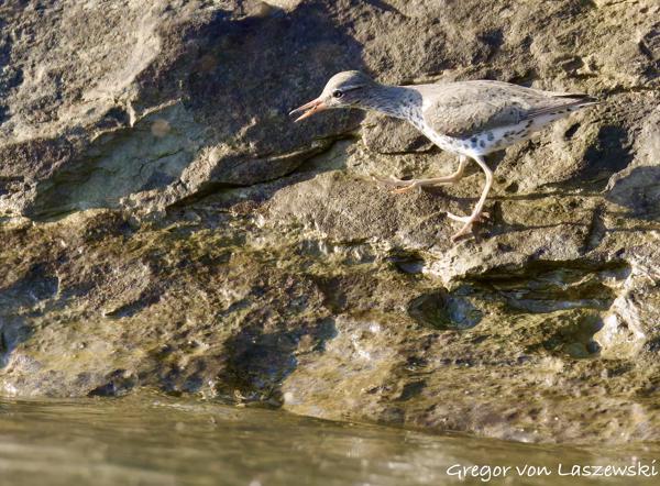  May 14, 2025 7:45 PM, Canon EOS R7, RF200-800mm F6.3-9 IS USM, 800mm, f/9.0, 1/3200s, ISO 6400, Gregor von Laszewski