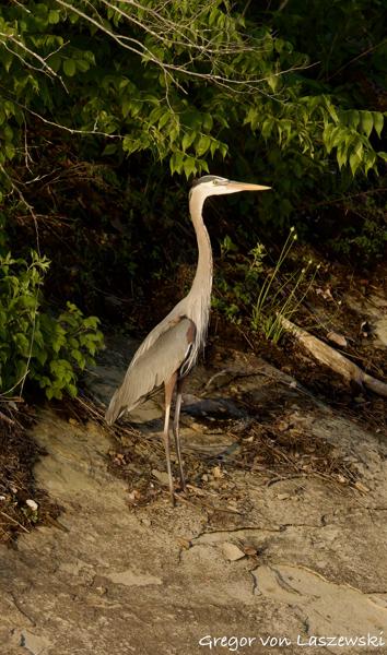  May 14, 2025 8:06 PM, Canon EOS R7, RF200-800mm F6.3-9 IS USM, 432mm, f/10.0, 1/2500s, ISO 2500, Gregor von Laszewski