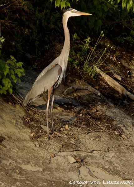  May 14, 2025 8:06 PM, Canon EOS R7, RF200-800mm F6.3-9 IS USM, 637mm, f/10.0, 1/2500s, ISO 2500, Gregor von Laszewski