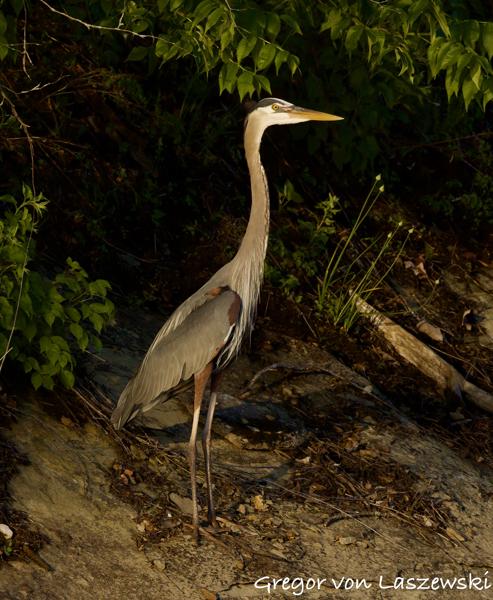  May 14, 2025 8:06 PM, Canon EOS R7, RF200-800mm F6.3-9 IS USM, 637mm, f/10.0, 1/2500s, ISO 2500, Gregor von Laszewski