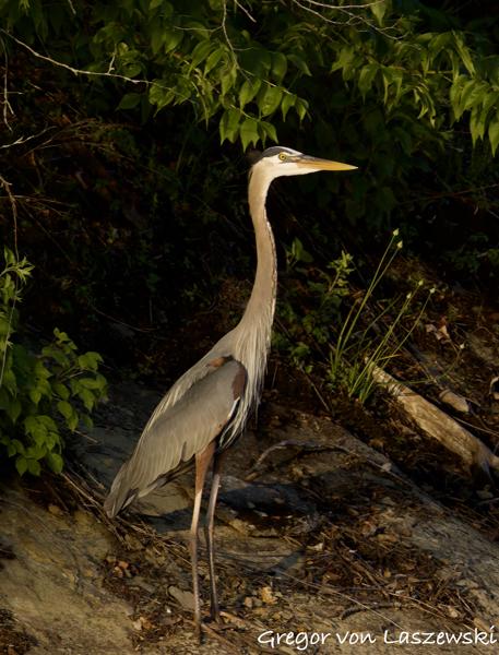  May 14, 2025 8:06 PM, Canon EOS R7, RF200-800mm F6.3-9 IS USM, 637mm, f/10.0, 1/2500s, ISO 2500, Gregor von Laszewski