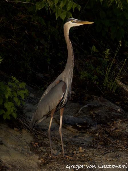  May 14, 2025 8:08 PM, Canon EOS R7, RF200-800mm F6.3-9 IS USM, 455mm, f/10.0, 1/2500s, ISO 2500, Gregor von Laszewski