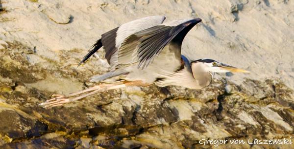  May 14, 2025 8:10 PM, Canon EOS R7, RF200-800mm F6.3-9 IS USM, 324mm, f/10.0, 1/2500s, ISO 12800, Gregor von Laszewski