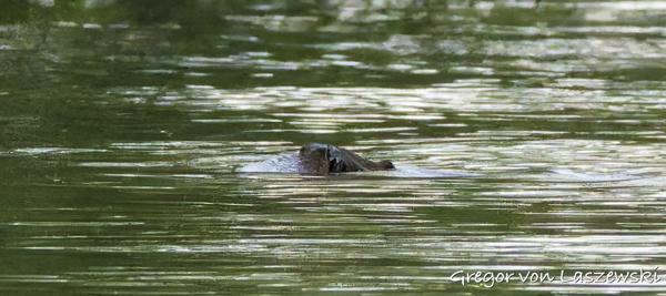  May 14, 2025 8:21 PM, Canon EOS R7, RF200-800mm F6.3-9 IS USM, 200mm, f/10.0, 1/2500s, ISO 25600, Gregor von Laszewski