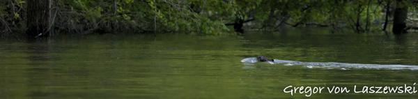  May 14, 2025 8:21 PM, Canon EOS R7, RF200-800mm F6.3-9 IS USM, 300mm, f/10.0, 1/2500s, ISO 25600, Gregor von Laszewski