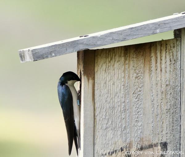 May 15, 2025 8:28 AM, Canon EOS R7, RF100-500mm F4.5-7.1 L IS USM, 500mm, f/7.1, 1/3200s, ISO 12800, Gregor von Laszewski