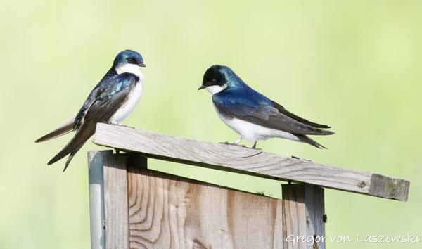  May 15, 2025 8:29 AM, Canon EOS R7, RF100-500mm F4.5-7.1 L IS USM, 500mm, f/7.1, 1/3200s, ISO 4000, Gregor von Laszewski