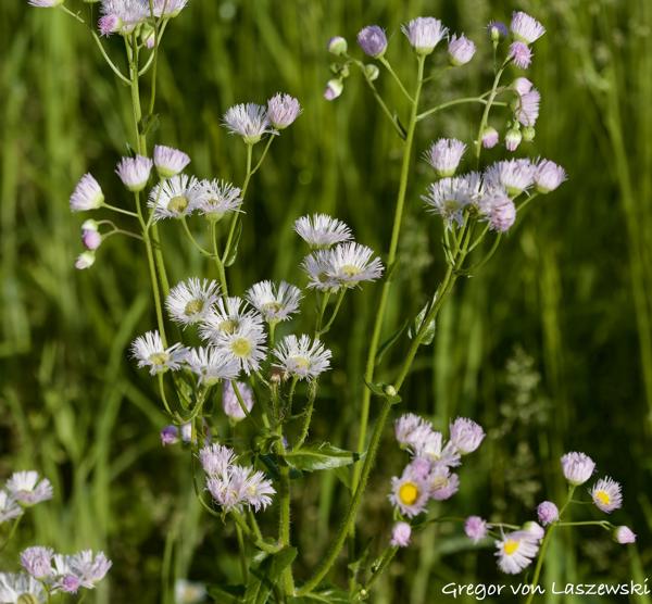  May 15, 2025 8:32 AM, Canon EOS R7, RF100-500mm F4.5-7.1 L IS USM, 100mm, f/6.3, 1/3200s, ISO 640, Gregor von Laszewski