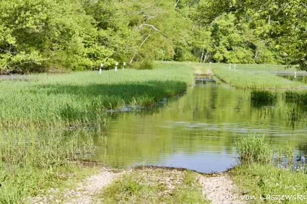  May 15, 2025 8:46 AM, Canon EOS R7, RF100-500mm F4.5-7.1 L IS USM, 100mm, f/6.3, 1/3200s, ISO 2000, Gregor von Laszewski