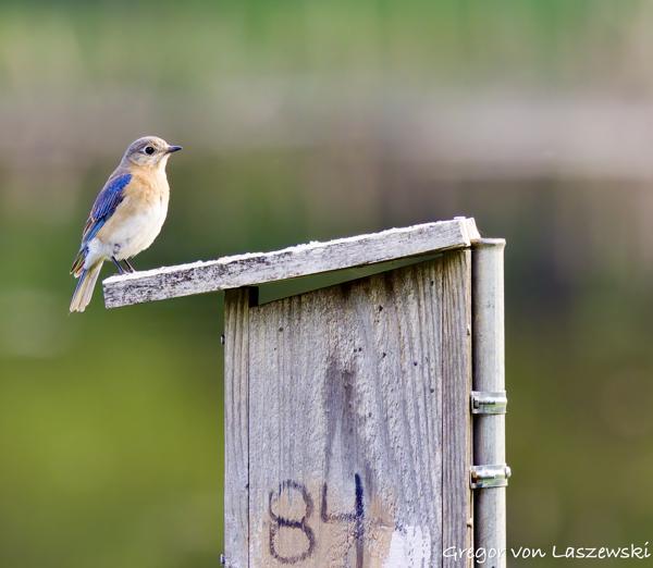  May 15, 2025 9:00 AM, Canon EOS R7, RF100-500mm F4.5-7.1 L IS USM, 500mm, f/7.1, 1/500s, ISO 3200, Gregor von Laszewski