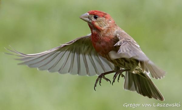 Graden Flight 05-17-2025