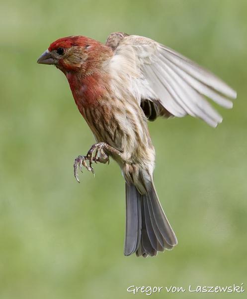  May 17, 2025 6:59 PM, Canon EOS R7, RF100-500mm F4.5-7.1 L IS USM, 300mm, f/8.0, 1/4000s, ISO 6400, Gregor von Laszewski