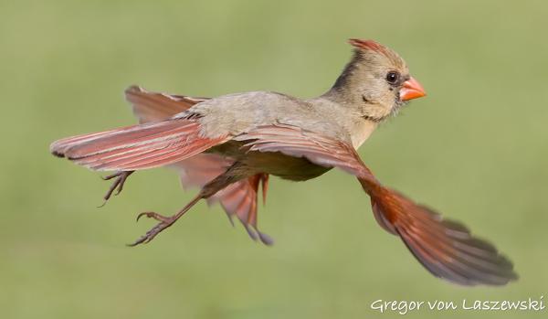  May 17, 2025 7:01 PM, Canon EOS R7, RF100-500mm F4.5-7.1 L IS USM, 300mm, f/8.0, 1/4000s, ISO 2500, Gregor von Laszewski