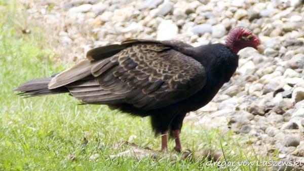  May 20, 2025 3:39 PM, Canon EOS R7, RF200-800mm F6.3-9 IS USM, 800mm, f/9.0, 1/4000s, ISO 8000, Gregor von Laszewski