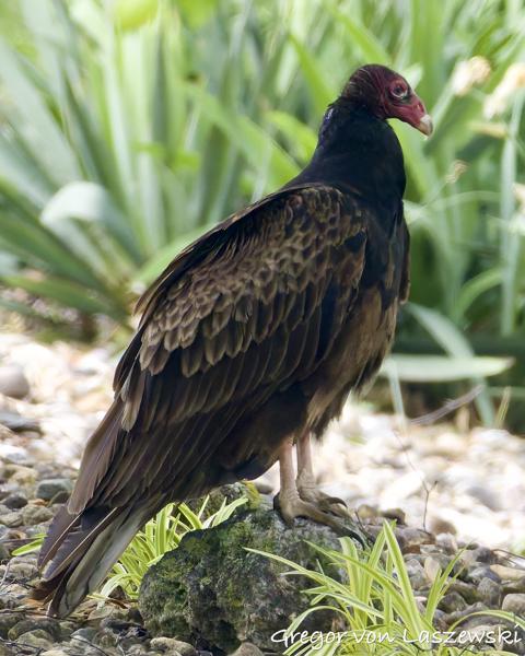  May 20, 2025 3:39 PM, Canon EOS R7, RF200-800mm F6.3-9 IS USM, 800mm, f/9.0, 1/2500s, ISO 8000, Gregor von Laszewski