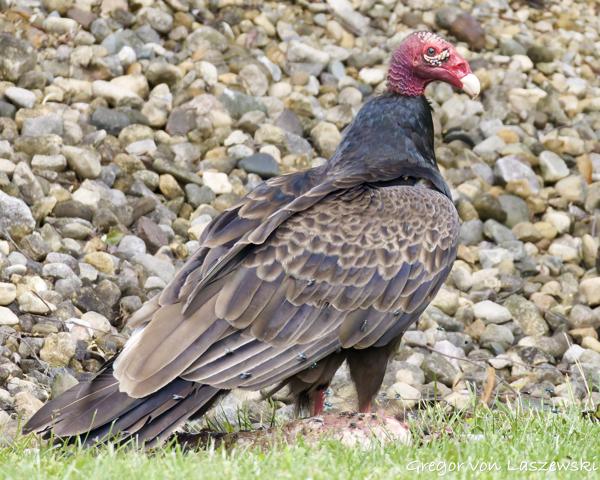  May 20, 2025 3:41 PM, Canon EOS R7, RF200-800mm F6.3-9 IS USM, 800mm, f/9.0, 1/2500s, ISO 8000, Gregor von Laszewski