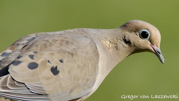  May 20, 2025 6:44 PM, Canon EOS R7, RF200-800mm F6.3-9 IS USM, 800mm, f/9.0, 1/2500s, ISO 1250, Gregor von Laszewski