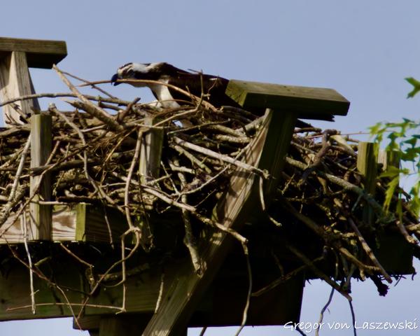  May 24, 2025 9:33 AM, Canon EOS R7, RF200-800mm F6.3-9 IS USM + EXTENDER RF2x, 1600mm, f/20.0, 1/3200s, ISO 3200, Gregor von Laszewski