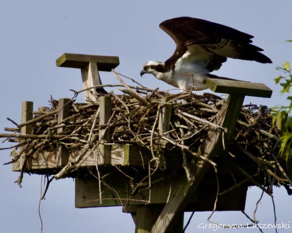  May 24, 2025 9:33 AM, Canon EOS R7, RF200-800mm F6.3-9 IS USM + EXTENDER RF2x, 1600mm, f/18.0, 1/3200s, ISO 3200, Gregor von Laszewski