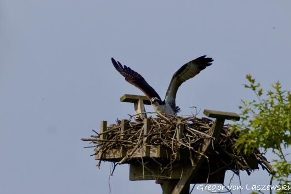  May 24, 2025 9:37 AM, Canon EOS R7, RF200-800mm F6.3-9 IS USM + EXTENDER RF2x, 1600mm, f/20.0, 1/3200s, ISO 3200, Gregor von Laszewski