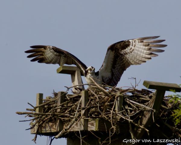  May 24, 2025 9:37 AM, Canon EOS R7, RF200-800mm F6.3-9 IS USM + EXTENDER RF2x, 1600mm, f/20.0, 1/3200s, ISO 3200, Gregor von Laszewski