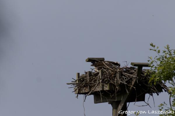  May 24, 2025 9:37 AM, Canon EOS R7, RF200-800mm F6.3-9 IS USM + EXTENDER RF2x, 1600mm, f/18.0, 1/3200s, ISO 2500, Gregor von Laszewski