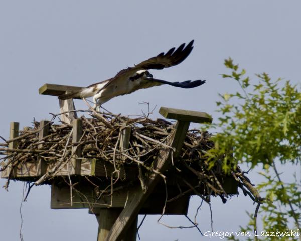  May 24, 2025 9:38 AM, Canon EOS R7, RF200-800mm F6.3-9 IS USM + EXTENDER RF2x, 1600mm, f/18.0, 1/3200s, ISO 3200, Gregor von Laszewski