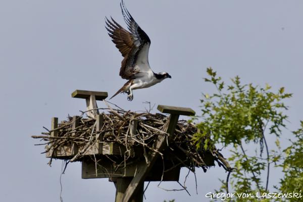  May 24, 2025 9:38 AM, Canon EOS R7, RF200-800mm F6.3-9 IS USM + EXTENDER RF2x, 1600mm, f/18.0, 1/3200s, ISO 3200, Gregor von Laszewski