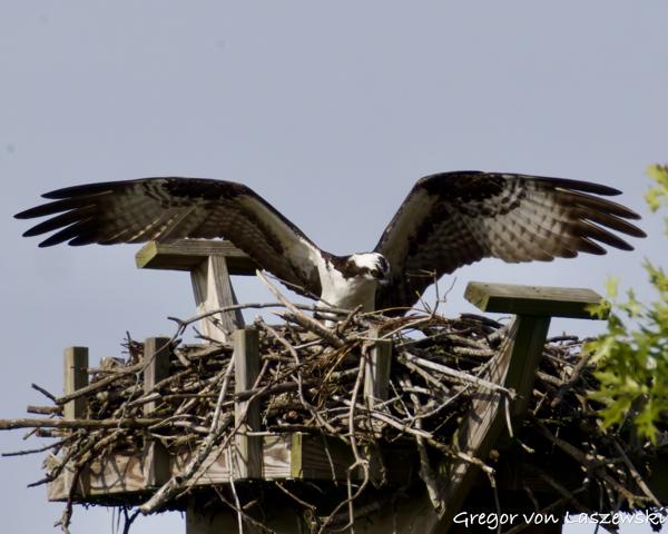  May 24, 2025 9:48 AM, Canon EOS R7, RF200-800mm F6.3-9 IS USM + EXTENDER RF2x, 1600mm, f/20.0, 1/3200s, ISO 4000, Gregor von Laszewski