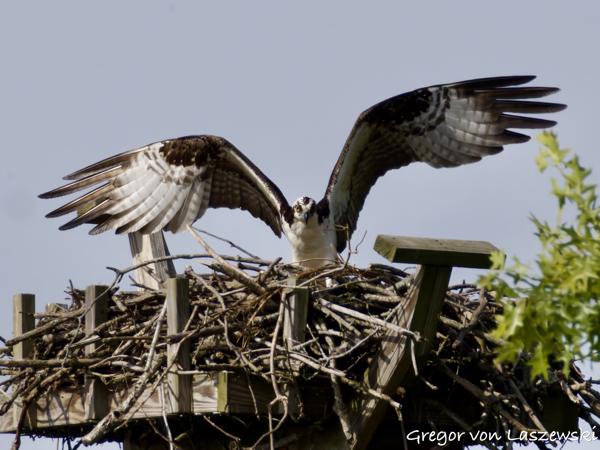  May 24, 2025 9:48 AM, Canon EOS R7, RF200-800mm F6.3-9 IS USM + EXTENDER RF2x, 1600mm, f/20.0, 1/3200s, ISO 4000, Gregor von Laszewski