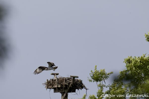  May 24, 2025 9:50 AM, Canon EOS R7, RF200-800mm F6.3-9 IS USM, 800mm, f/9.0, 1/3200s, ISO 800, Gregor von Laszewski