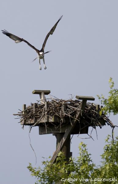  May 24, 2025 9:53 AM, Canon EOS R7, RF200-800mm F6.3-9 IS USM, 800mm, f/10.0, 1/3200s, ISO 1000, Gregor von Laszewski