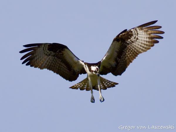  May 24, 2025 9:53 AM, Canon EOS R7, RF200-800mm F6.3-9 IS USM, 800mm, f/10.0, 1/3200s, ISO 1000, Gregor von Laszewski