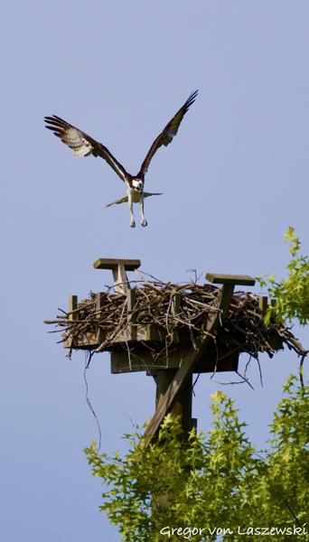  May 24, 2025 9:53 AM, Canon EOS R7, RF200-800mm F6.3-9 IS USM, 800mm, f/10.0, 1/3200s, ISO 1000, Gregor von Laszewski