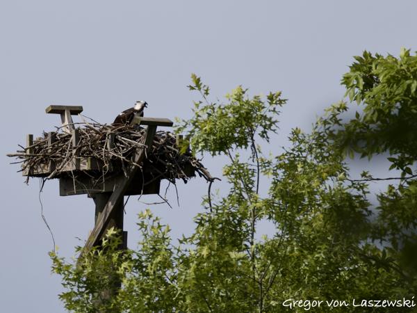  May 24, 2025 9:54 AM, Canon EOS R7, RF200-800mm F6.3-9 IS USM, 800mm, f/10.0, 1/3200s, ISO 1000, Gregor von Laszewski