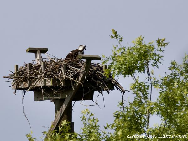  May 24, 2025 9:54 AM, Canon EOS R7, RF200-800mm F6.3-9 IS USM, 800mm, f/10.0, 1/3200s, ISO 1000, Gregor von Laszewski