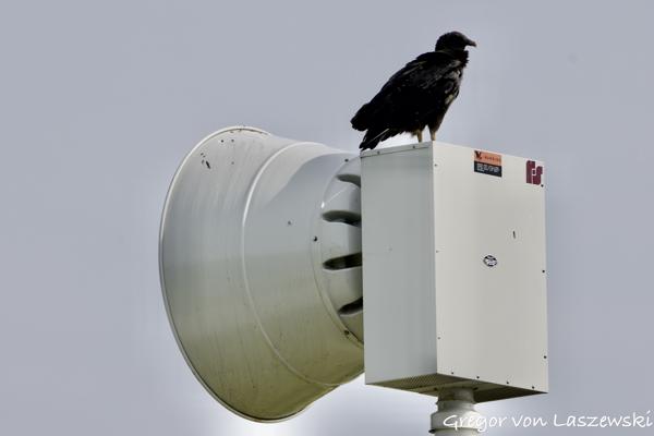  May 24, 2025 10:14 AM, Canon EOS R7, RF200-800mm F6.3-9 IS USM, 800mm, f/9.0, 1/1000s, ISO 250, Gregor von Laszewski