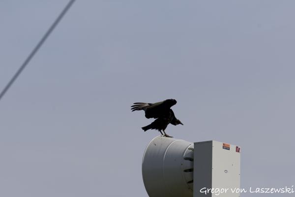  May 24, 2025 10:15 AM, Canon EOS R7, RF200-800mm F6.3-9 IS USM, 432mm, f/9.0, 1/1000s, ISO 200, Gregor von Laszewski