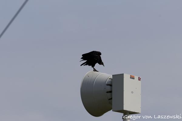  May 24, 2025 10:15 AM, Canon EOS R7, RF200-800mm F6.3-9 IS USM, 432mm, f/9.0, 1/1000s, ISO 200, Gregor von Laszewski