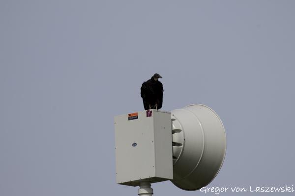  May 24, 2025 10:19 AM, Canon EOS R7, RF200-800mm F6.3-9 IS USM, 742mm, f/10.0, 1/1000s, ISO 200, Gregor von Laszewski